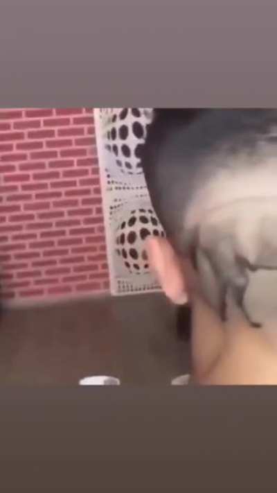 horse haircut