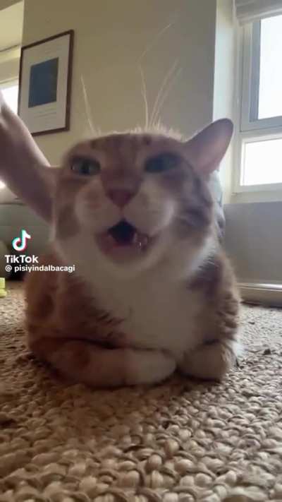 wunkus 