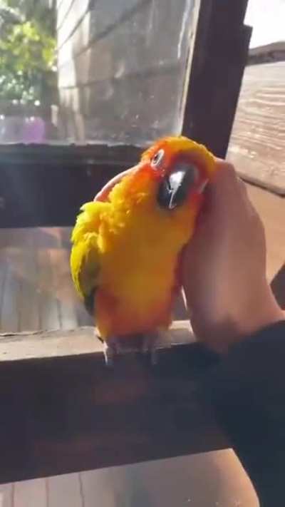 Lonelybirb