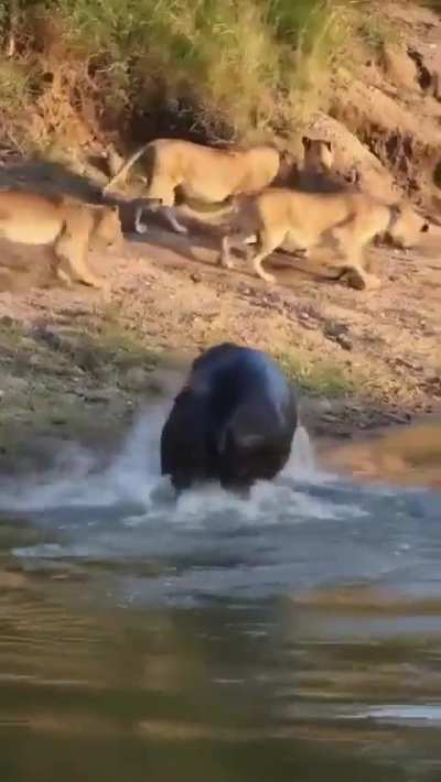1 lunge from the hippo and those lions are outta there