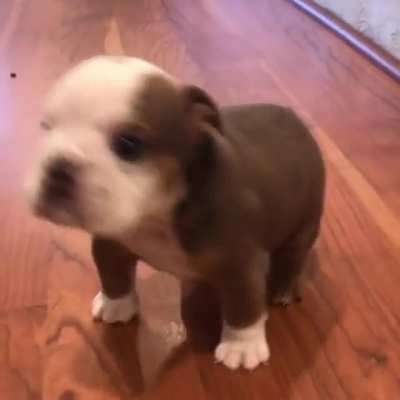 smol good boi