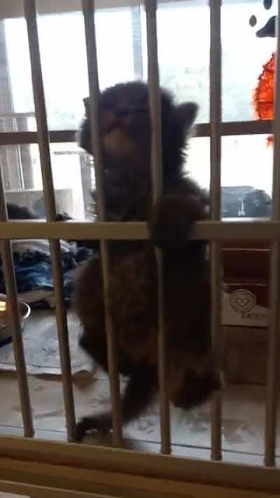 Tiny prisoner's plea for freedom