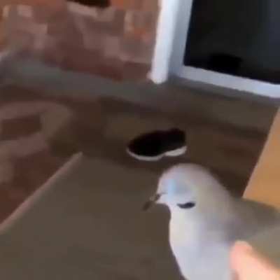 NOOO