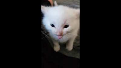 hi herbert
