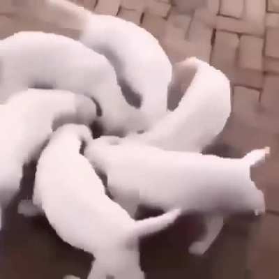 Dog doin what?!
