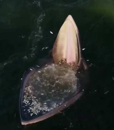 Drone footage of an Eden's whale trap feeding in the Gulf of Thailand by Bertie Gregory