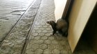 One of my favourite ferret traits, is their reversing ability, mad skills.