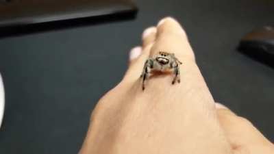 Working on getting Ochi to trust me. Today she walked on my hands a bit