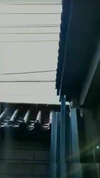 Guard cat