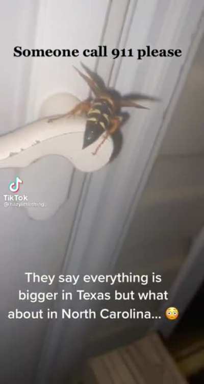 Looks like one of those giant wasps from Jumanji