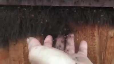 arachnophobia