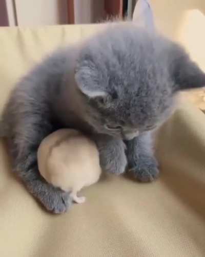 Cute Cat Playing With Mouse