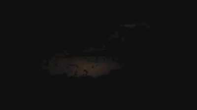 Bats back lit by lightning