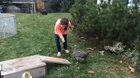 Chicken completes tiny agility course (Wait for the hop)