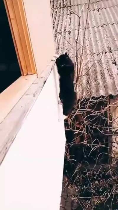 Mission imPAWssible