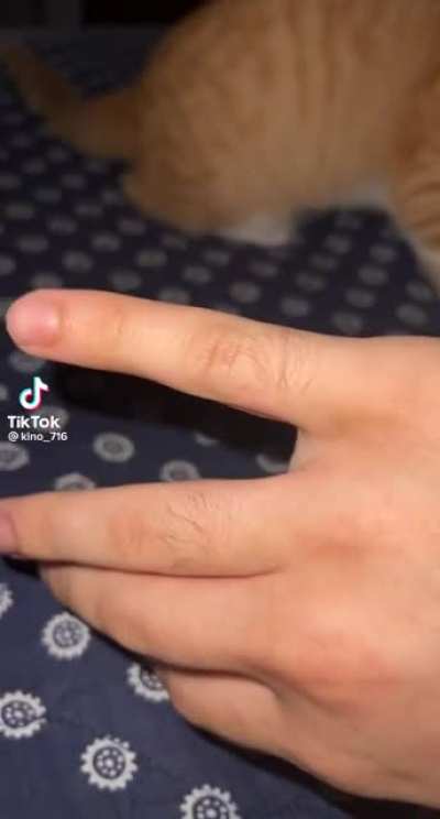 Cat hates the finger