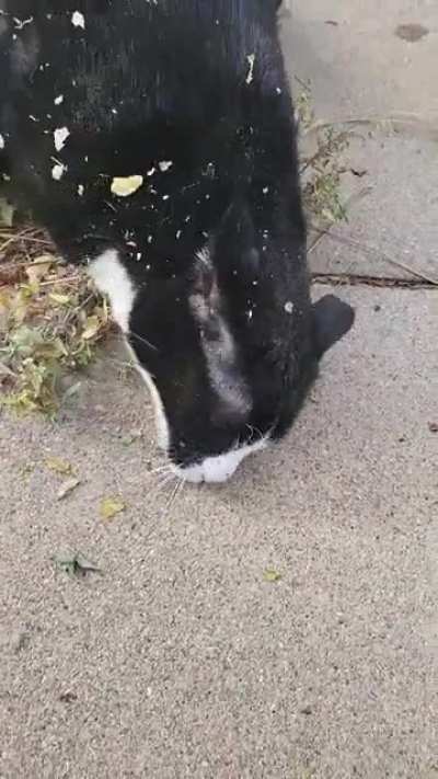 after living with cats my entire life...... I have come to the conclusion..... that ..... cats are born..... on drugs