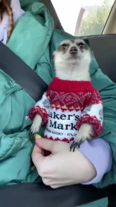 Домаш<wbr>ний питомец