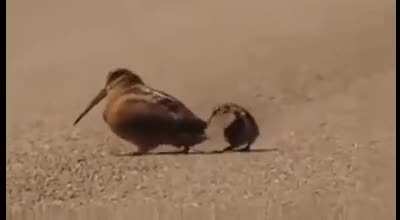 You may have a girlfriend but do you have these bird’s sweet moves
