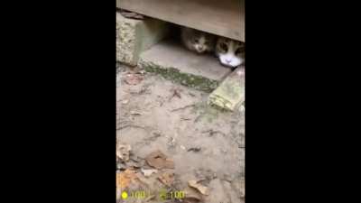 Half Life Cats