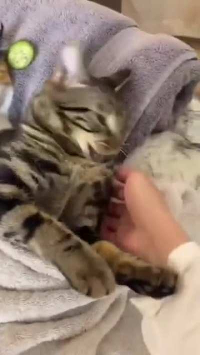 Spa day for cats