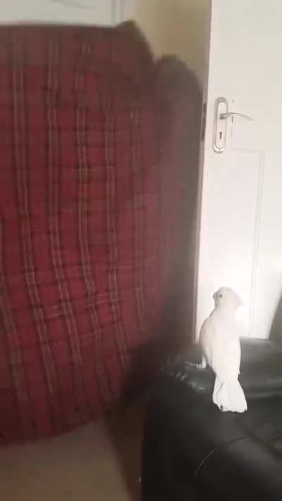 Parrot’s terror