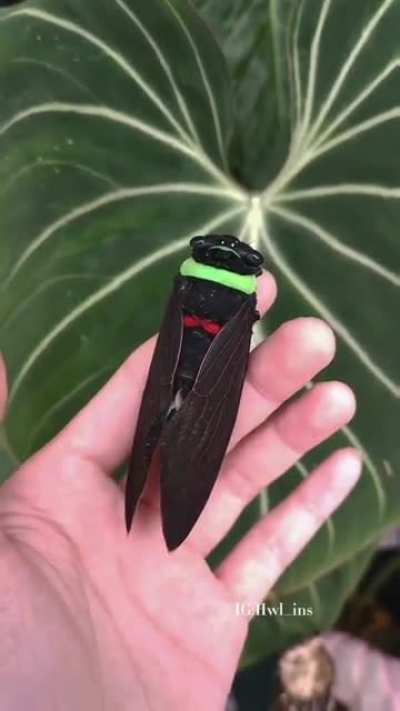 Bzz bzz bzz bzz bzz aaa