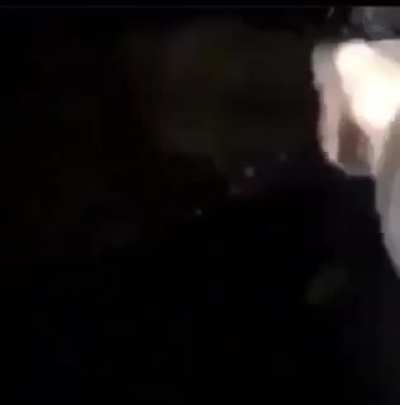 Just a normal deer