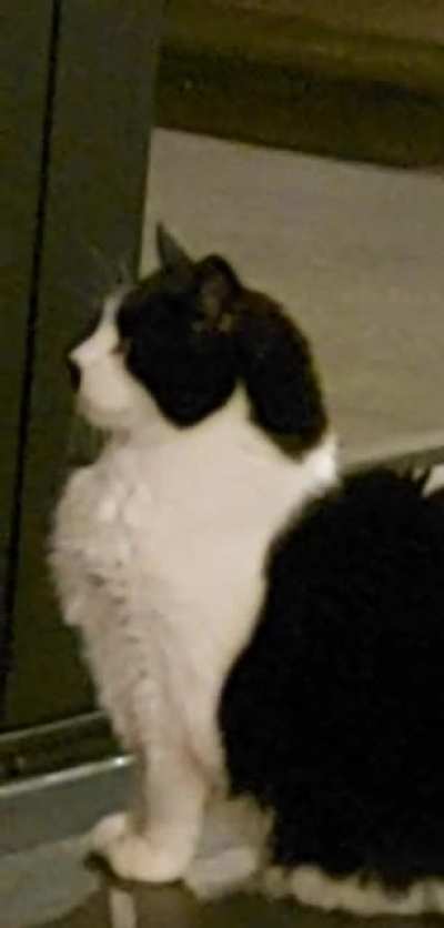Meet Erika, the leader of all cats. She's free in the weekends in which she enjoys hobbies like hunting mice and making the neighbours fear for their lives by staring at them for hours on end.