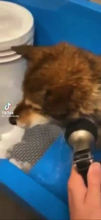 Doggy