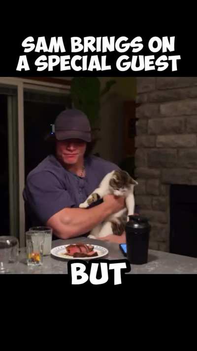 Sam is a cat fan! 