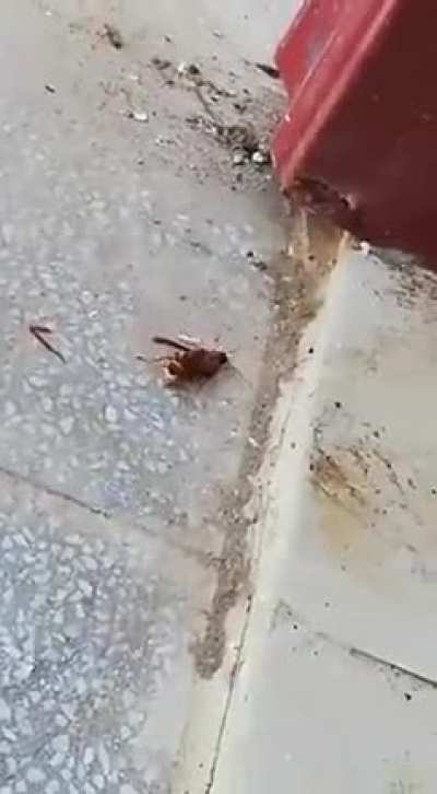 A fight to remember