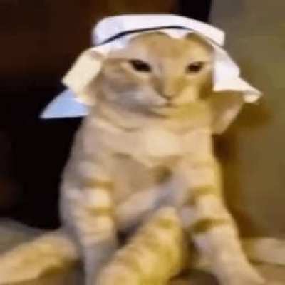 Yo this cat bussin