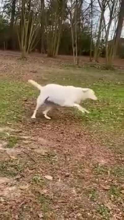 Blind doggo suddenly smells her owner
