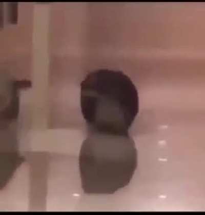 Chungus cat: 