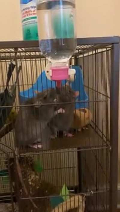 Just two sisters holding hands and drinking water 🥺