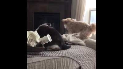 Kitty not having it…