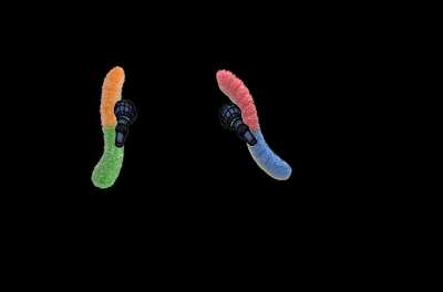 gummy worm