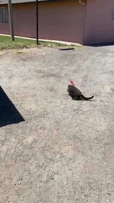 cat 0-1 trash can