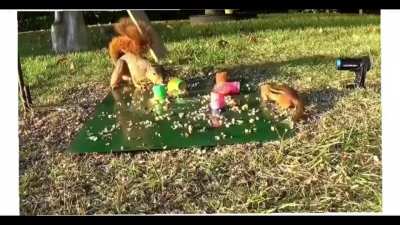 Squirrel got some moves