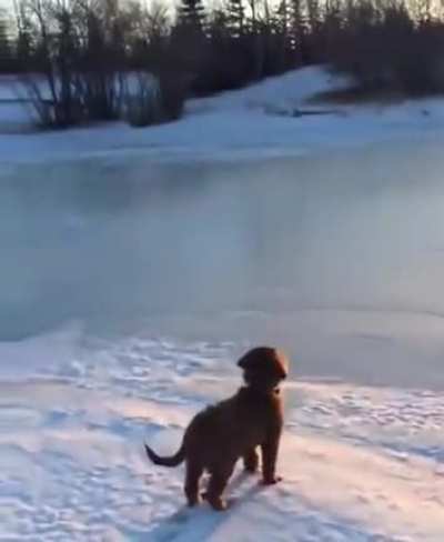 Puppy Exploring And Seeing His First Sunset