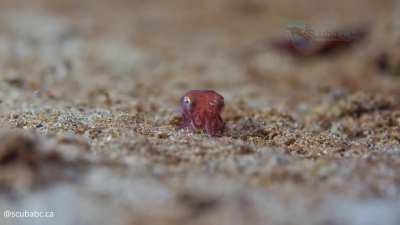 Tiny baby