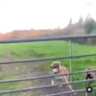 Helidogter