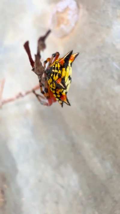 AUSTRALIAN JEWEL SPIDER