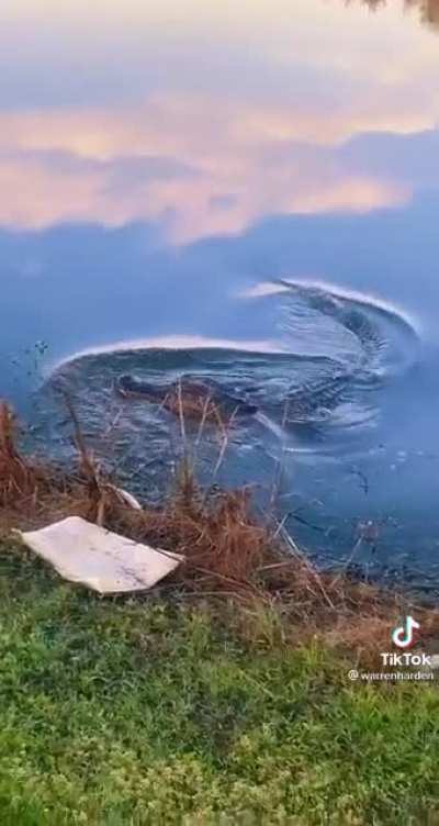 Swimming with gators