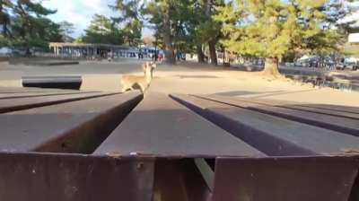 Sneak peaking a deer