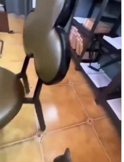 She grabbed a random street kitten to fight mouse in her house