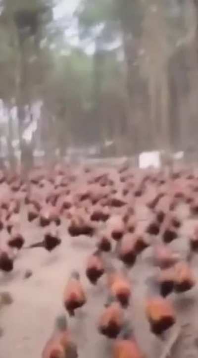 Galli dominus, He who commands the flock