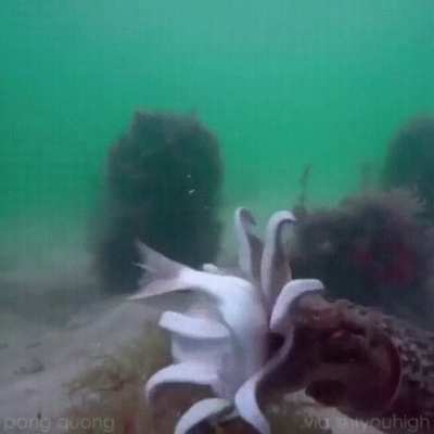 squid eating fish