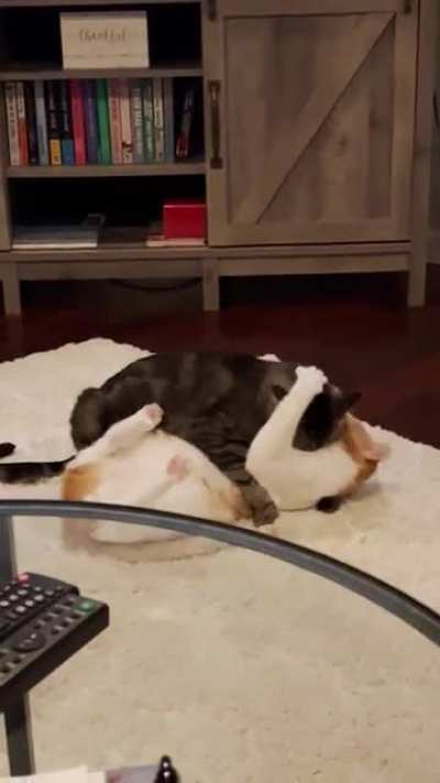 My wife and I moved our two male cats in with us last year. Is this normal?